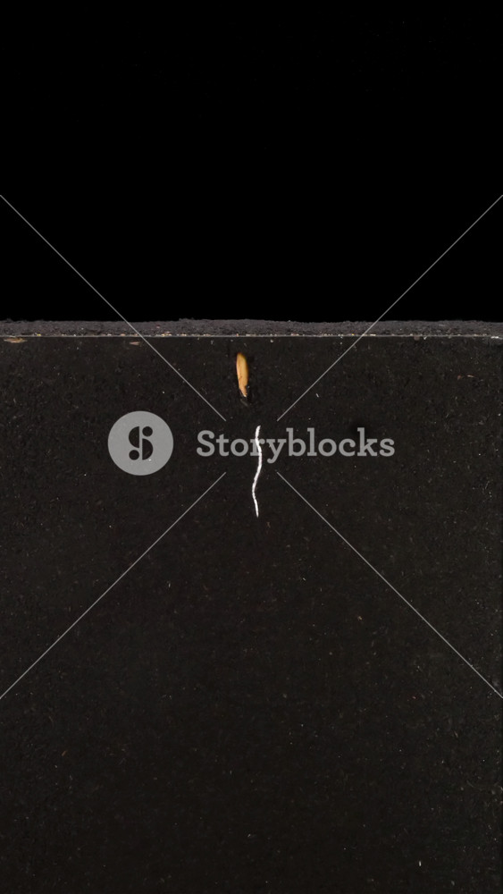 Melon (Cucumis melo) seeds and garden cress seeds were planted in the rhizobox to study their roots. Seeds germinated, grew, and developed leaves within 15 days. Vertical orientation.