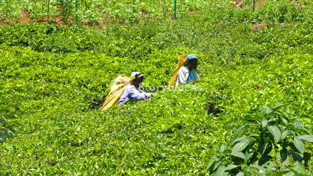 NUWARA ELIYA, SRI LANKA - MARCH 17, 2015: Women from Sri Lanka harvested tea leaves on tea plantation in Nuwara Eliya, Sri Lanka. Ceylon is one of the largest producers of tea.