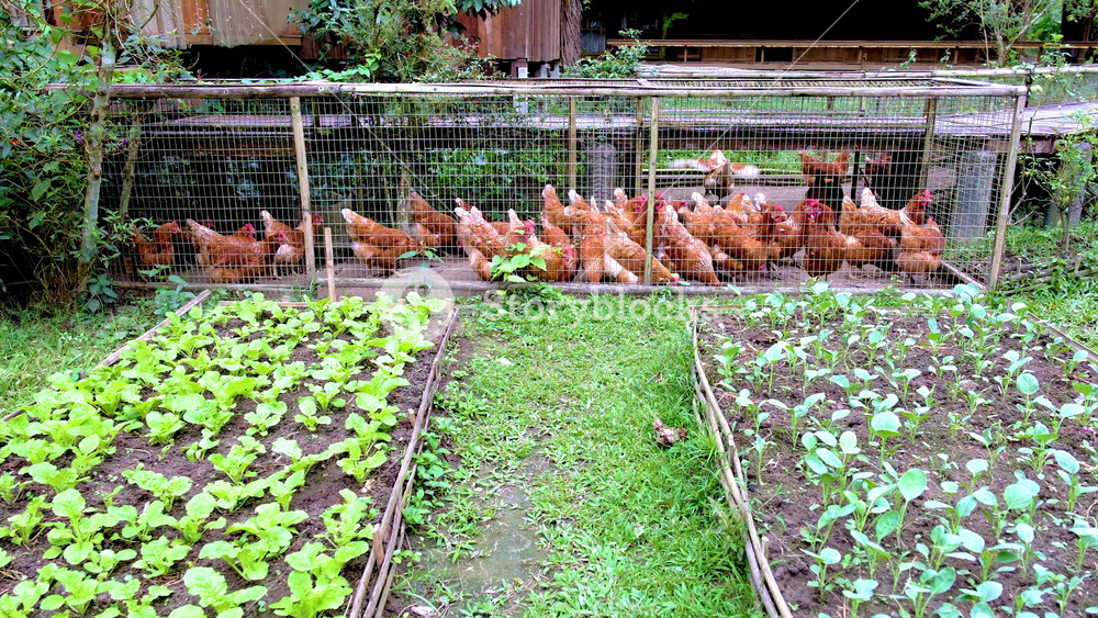 In a serene spot of Krabi Thailand, chickens roam freely while vibrant greens flourish in neatly arranged garden beds. Experience the beauty