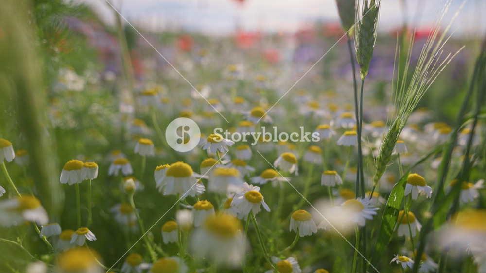 Gimbal shot of summer field with flowers. White and yellow daisy flowers in green grass, red poppies at background. Bee collects nectar from