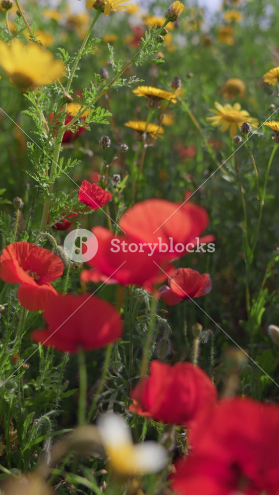 Vertical shot of red poppies and yellow daisies swaying in the summer breeze. Lush meadow filled with blooming poppies and marguerites under