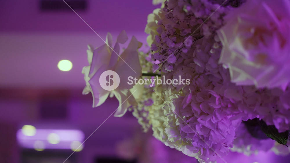 Grand PurpleLit Floral Centerpiece On Stage. Ornate Arrangement Of Pale Roses And Hydrangea With Gypsophila Accents, Elevated On Pedestal,