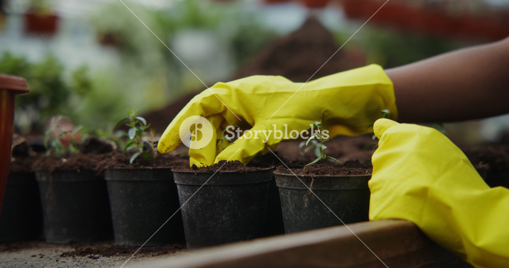 An African-American woman in rubber gloves transplants young plants into pots, close-up. Greenhouse for growing indoor and outdoor plants