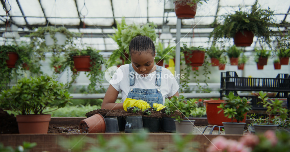 A young African-American woman in rubber gloves transplants young plants into pots. Greenhouse for growing indoor and outdoor plants