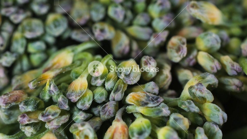 Macro of Broccoli close-up, fresh green broccoli, vitamins, raw food and vegetarian lifestyle concept, kitchen vegan food.