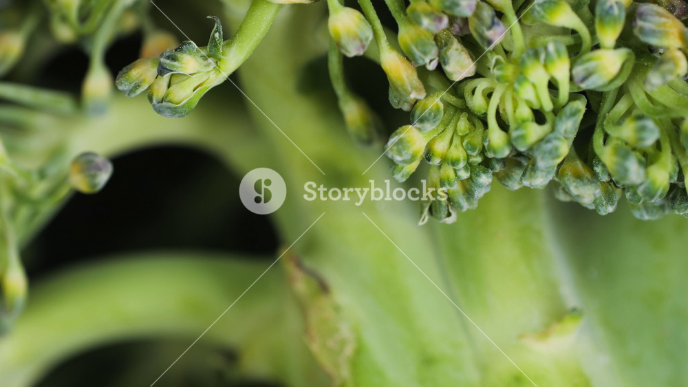 Macro of Broccoli close-up, fresh green broccoli, vitamins, raw food and vegetarian lifestyle concept, kitchen vegan food.