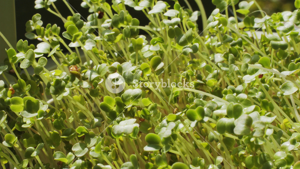 Microgreens of radish, peas and watercress in black containers, sprouted watercress close-up, healthy food on the windowsill