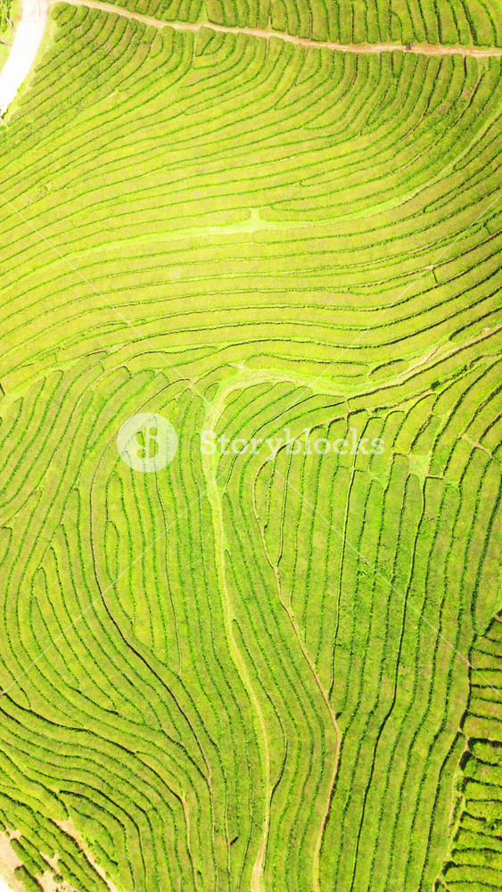 Tea Plantation. Lush Green Terraces. Azores, Sao Miguel Island. Portugal. Aerial Top-Down Overhead View. Drone Moves Forward. Vertical Video