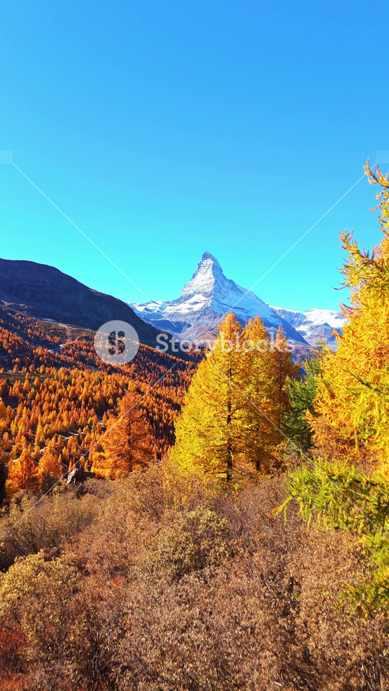 Matterhorn Mountain and Yellow Larches in Autumn on Sunny Day. Swiss Alps. Valais, Switzerland. Aerial View. Moving Forward and Upwards. Reveal Shot. Vertical Video