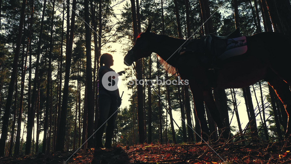 Aesthetic silhouette of horsewoman and horse in evening forest at sunset. Professional equestrian sport and nature harmony concept.