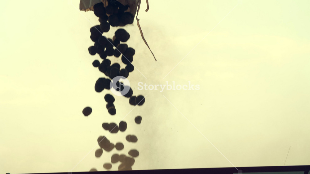 Potato seeds being loaded into agricultural planter machinery. Close up of tubers poured into tractor hopper for field planting.