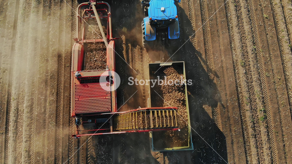 Aerial photography of agricultural machinery collecting potatoes on a farm plantation. Modern harvesting process and logistics workflow.