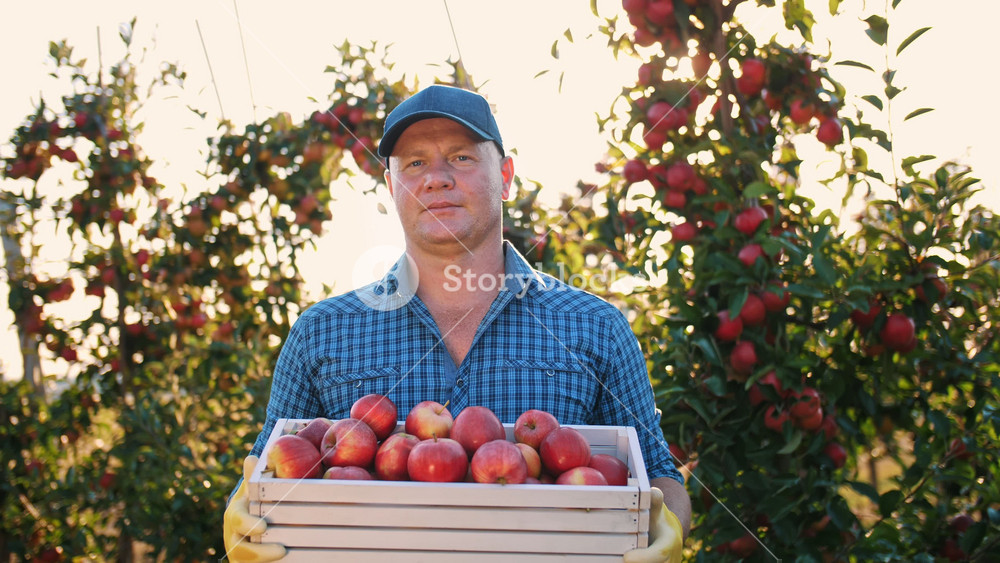 Male farmer in a hat holding a full box of fresh apples in an autumn orchard. Traditional harvest and rural lifestyle.
