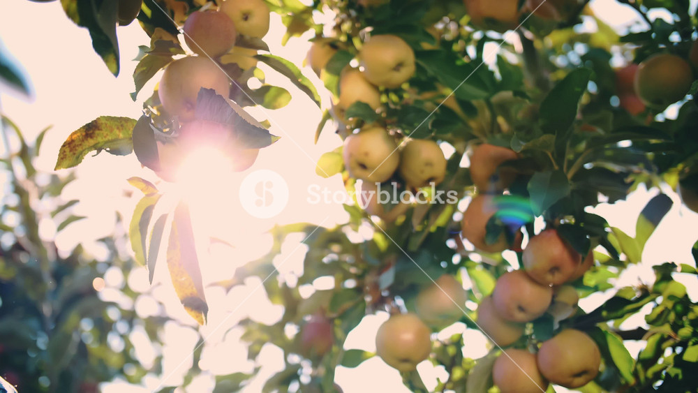Close-up of gardener hands harvesting organic red apples in sunlit orchard. Healthy food production and agricultural work at golden hour.