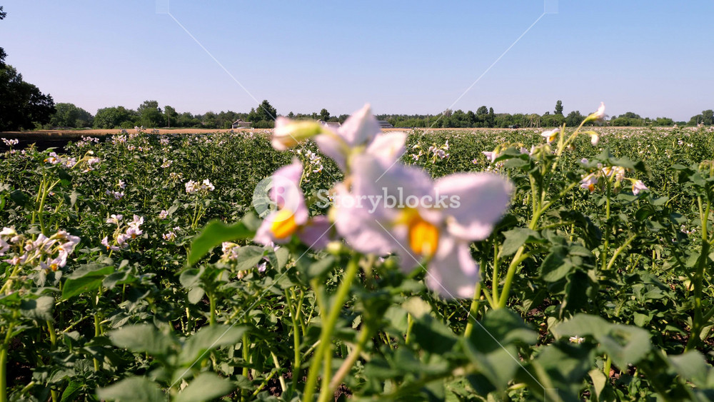 Close up of white and pink potato flowers blooming on a green bush. Detail of agricultural vegetable plant in garden.