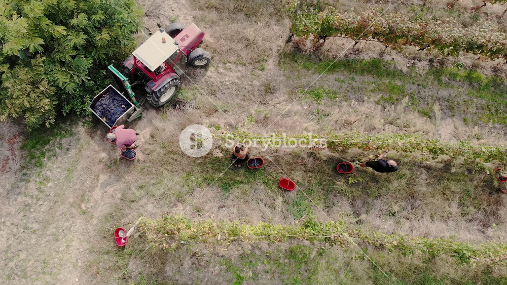 Italian grape growers carefully cutting fruits to fill tractor trailer with fresh harvest under evening sun. Traditional winemaking and agricultural labor.