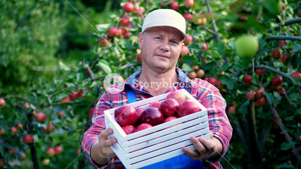 Agricultural worker carrying harvest of ripe apples in wooden crate. Portrait of male farmer in organic garden during fall season.