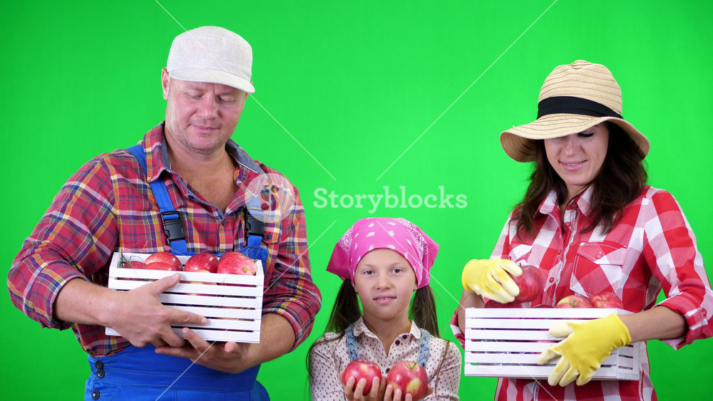 Happy farming family posing with boxes of fresh apples isolated on green screen. Mother, father and daughter showing healthy autumn produce.