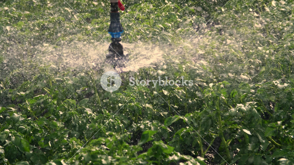 Close-up detail of irrigation mist settling on potato foliage. Farming equipment hydrating green crops for optimal growth.