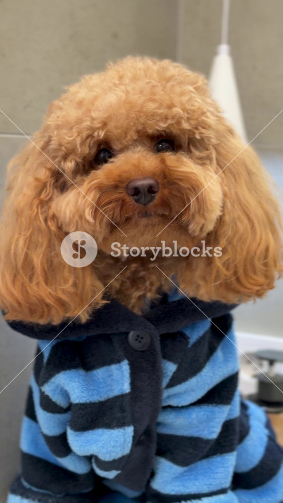 poodle in indoor neutral setting with blue and black striped shirt close-up frontal view neutral mood commercial pet care animal fashion fur