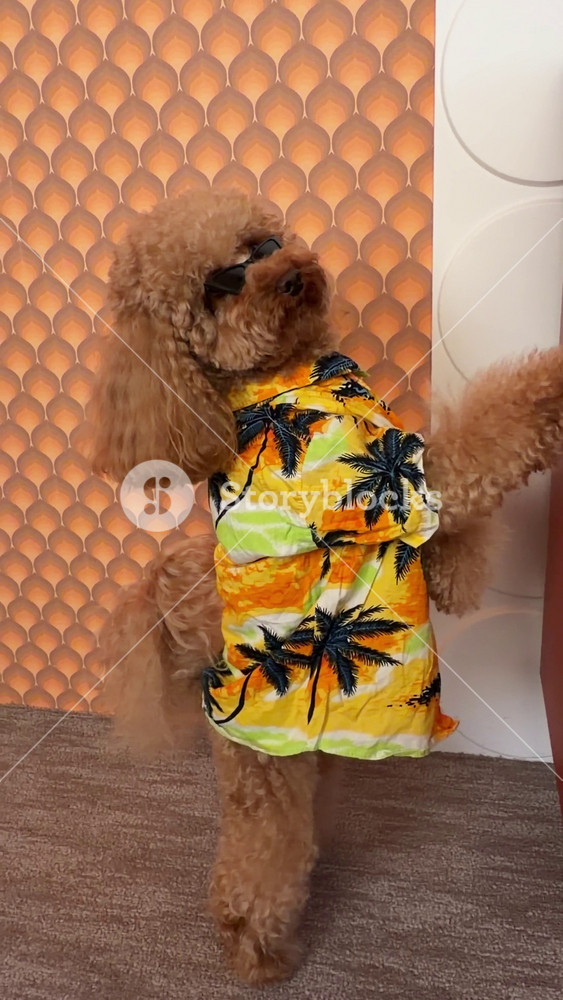 Apricot poodle wearing dark and bright yellow Hawaiian shirt leans against coral in warm backlit interior, playful pet fashion pose with