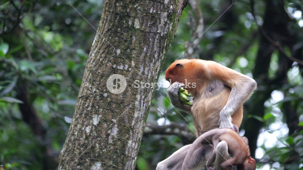 Long Nose monkey with baby. Proboscis monkey baby playing in mangrove tree. Female proboscis monkey (Nasalis larvatus) with her baby in a natural habitat in rainforest of Borneo Island