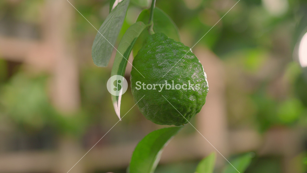 Lemon tree. Organic farming. Male hand of farmer touching green unripe fresh growing lemon hanging. Agribusiness, nature and people.