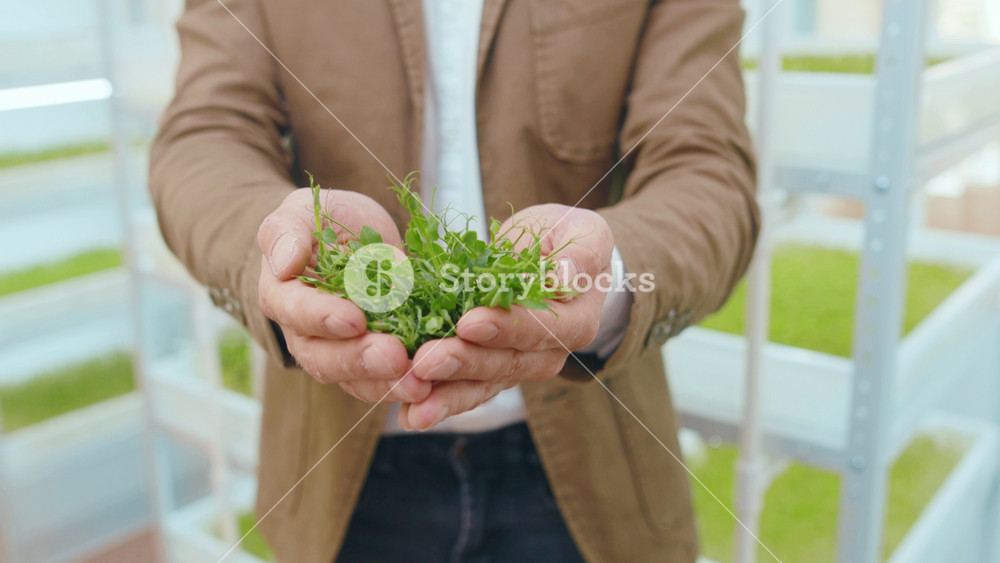 Close up hands man holds sprouts of microgreens. Fresh nutrition natural sprout vegan. Organic raw ingredient agriculture. Farmer plant slow