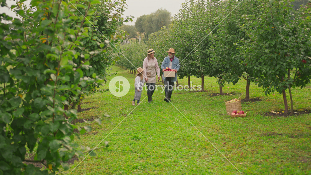 Charming grandparents with his lovely granddaughter in hat hold pick basket with red apples walking in garden. Childhood, food, village. At