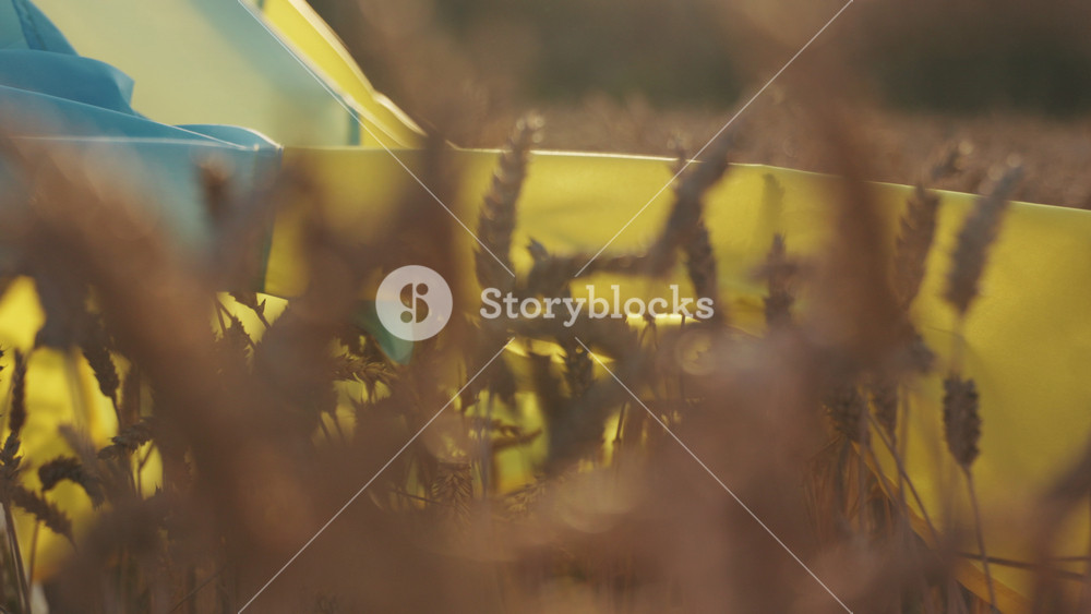 Beautiful view of the Ukrainian flag in a wheat field. Woman with flag running. Sunlight. Agriculture. Independent. Freedom. Slow motion