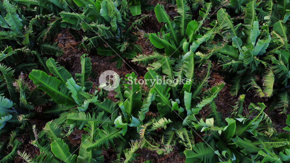 Tenerife, Canary Islands. Beautiful aerial drone topdown view of large agricultural green banana tree plantation farm. Cultivation of