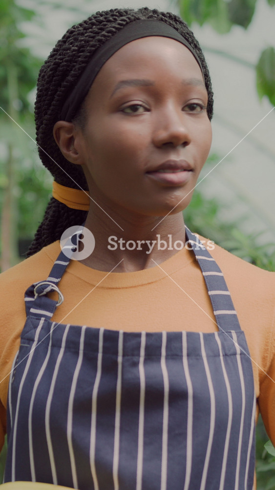 Successful young afro-american happy woman collecting ripe bananas and working in modern hothouse farm. Beautiful pretty female farmer