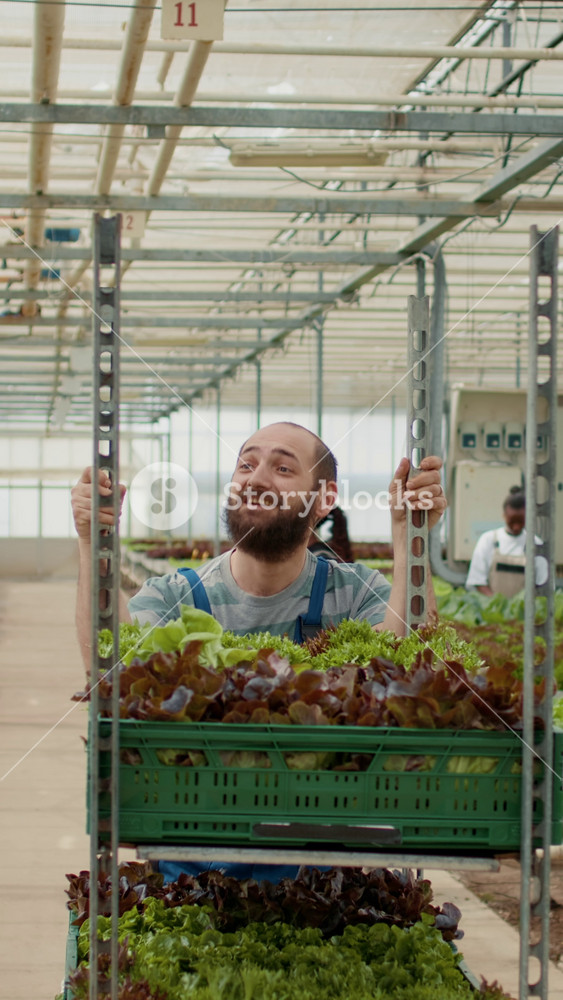 Smiling caucasian greenhouse worker greeting coworker while pushing rack of crates with bio lettuce grown with no pesticides. Organic farm