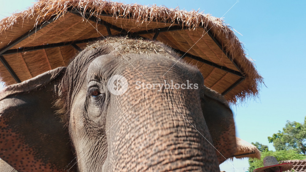 Bangkok, Thailand - November 11, 2024: Elephant in habitat at the sanctuary thrives in the conservation center. Powerful gentle mammal