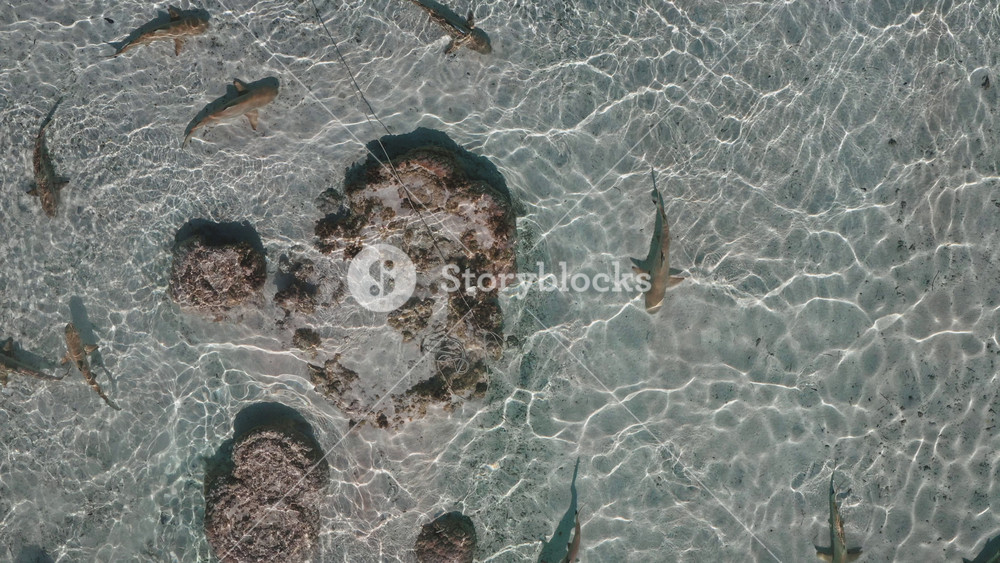 Aerial view of blacktip reef sharks swimming in shallow, crystal-clear water near a coral reef, creating a captivating scene of marine life