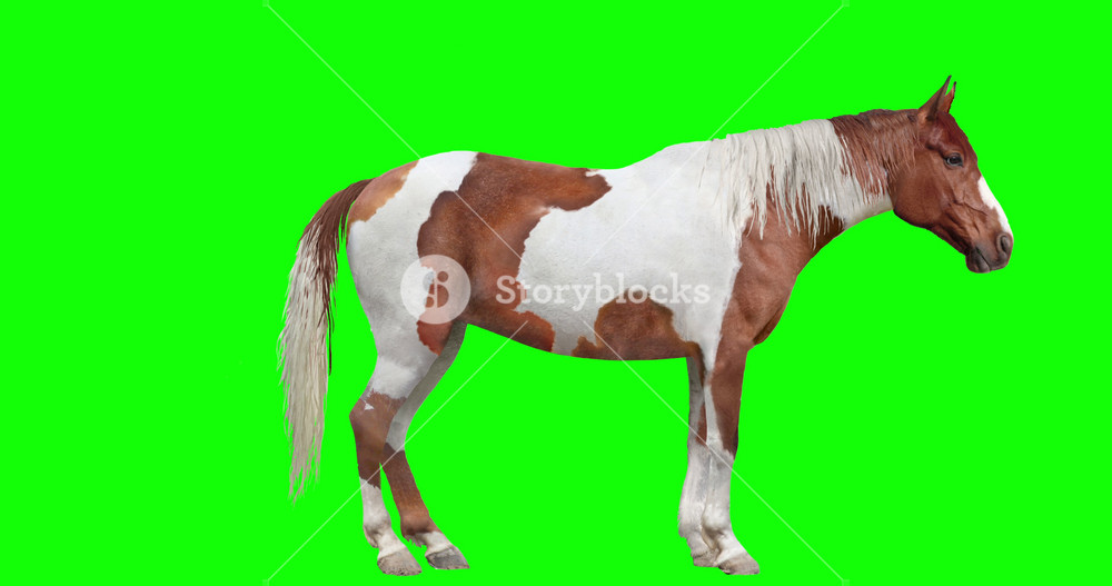Animated brown and white pinto horse with loopable gait cycles, isolated on green background. The horse goes from standing position to walk, to trot, to canter, to run, and back down to standing.