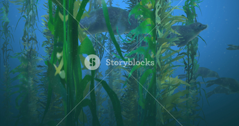 Animation featuring a pod of seals swimming among the kelp in the ocean, with a school of small fish in the foreground, and barracuda in the background.