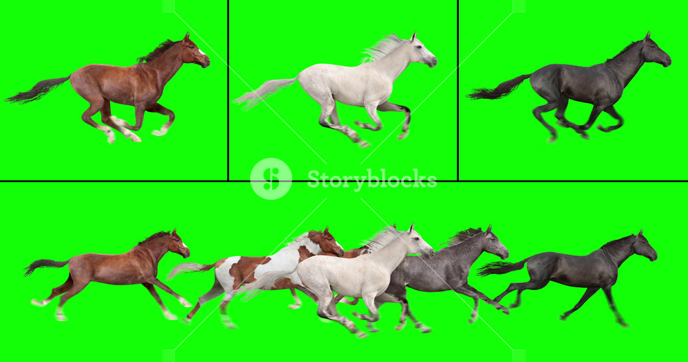 Animated herd of six horses running, and three individual galloping horses, isolated on green background. Create your own herd with the individual brown, white, and black horses.