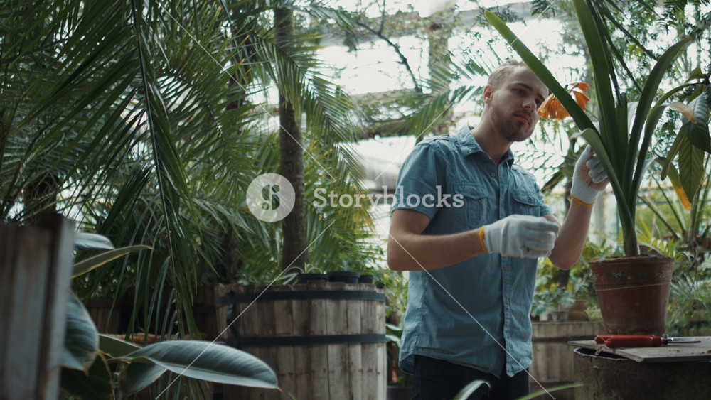 Youthful cheerful pretty male gardener in casual wear protecting gloves standing in botanical yard taking care of rare flower with garden