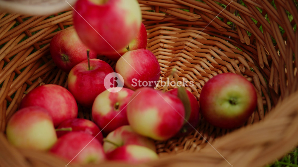 Freshly Gathered Red Apples in a Beautiful Woven Basket Showcasing the Bounty of Nature and the Joy of Harvesting Delicious Fruits