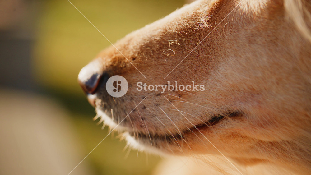 A close-up view of a dogs snout highlighting the textures and details of its fur, whiskers, and nose while basking in the warm sunlight