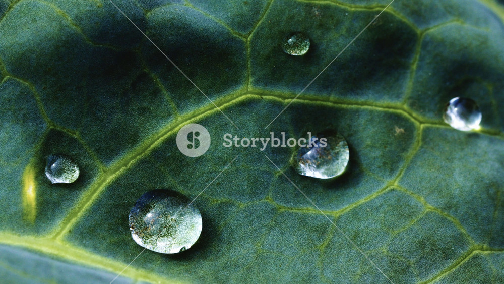 Close-up view shows water droplets resting on a green leaf, glimmering in the morning light. The details highlight the natural beauty of the