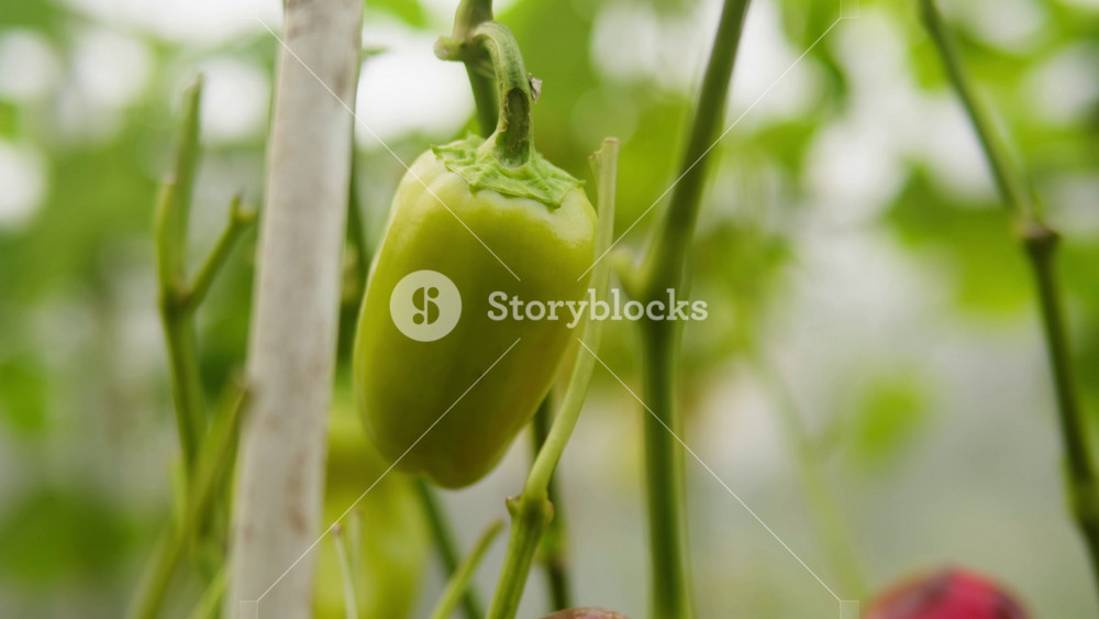 Red chilli pepper growing carolina reaper, Trinidad scorpion planting in balcony garden, close up. Red Carolina reaper chilli fruits and