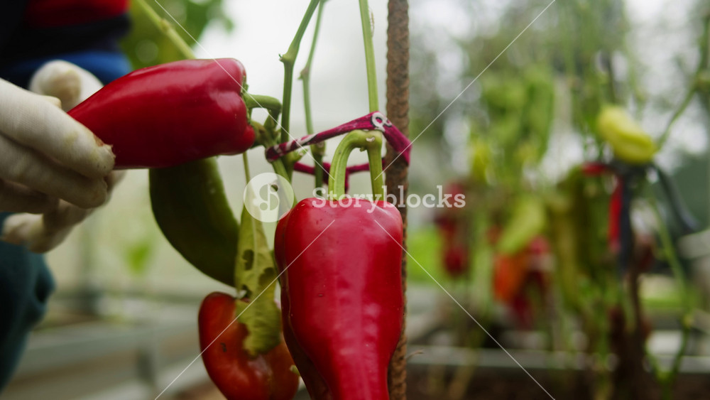 Red chilli pepper growing carolina reaper, Trinidad scorpion planting in balcony garden, close up. Red Carolina reaper chilli fruits and
