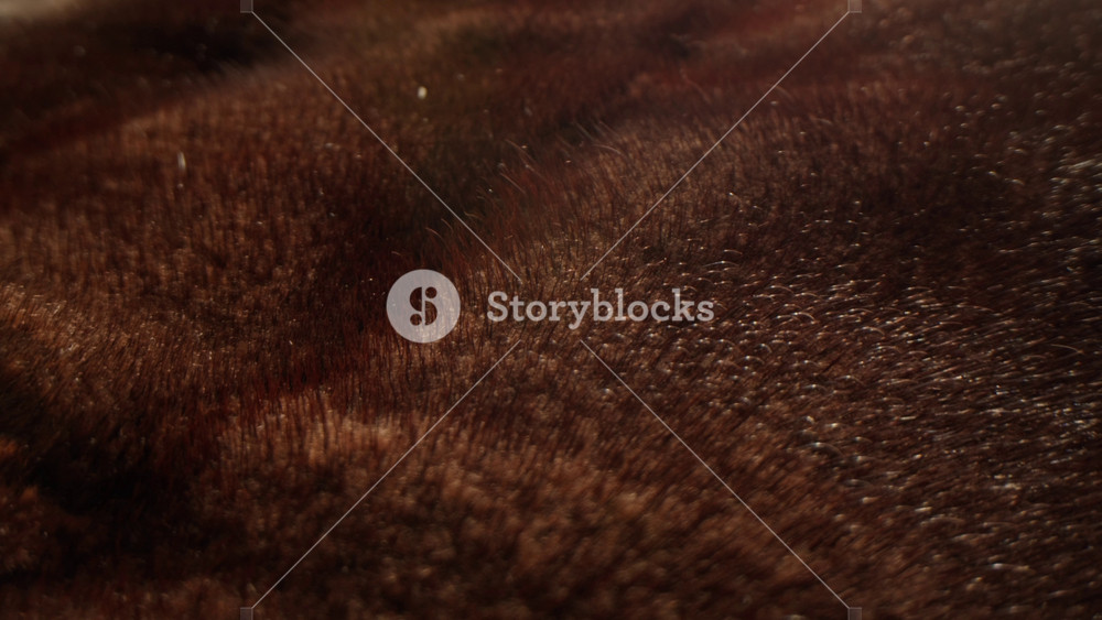 Texture of natural marten fur, luxury outerwear for women, soft fluffy surface of women's winter fur coat close-up for banners and posters.