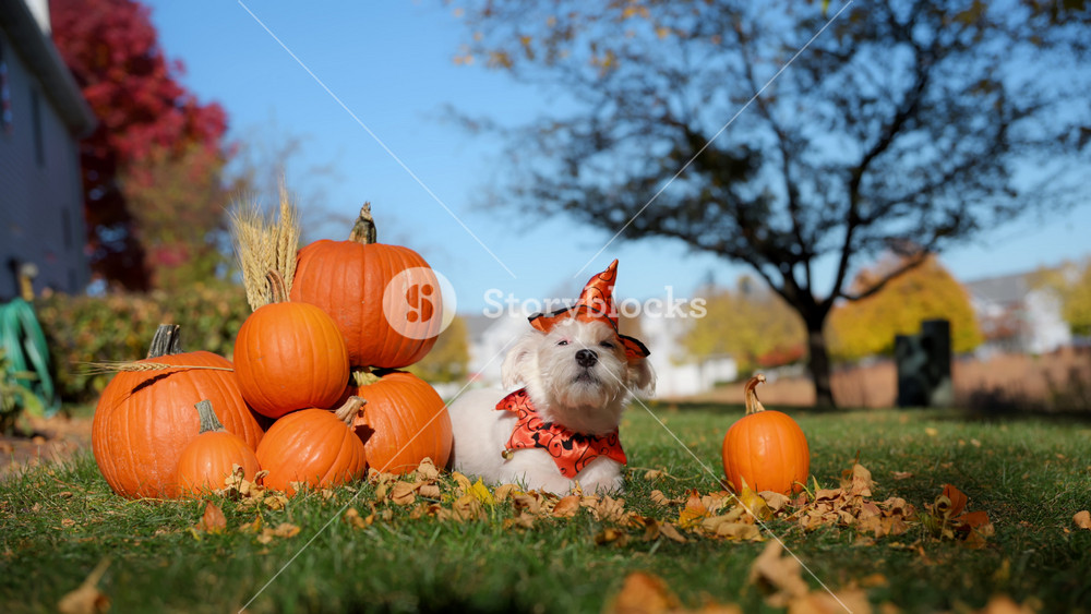 Cute small farmers dog Jack Russell Terrier in Halloween costume and hat is sitting steady near the pumpkins at bright autumn day