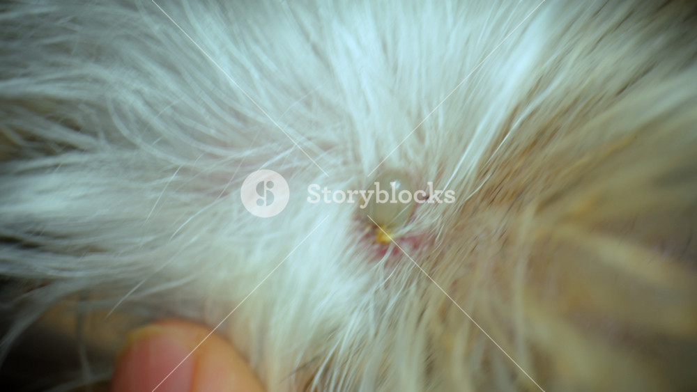 Engorged tick embedded in the skin of a furry pet. The shot reveals the swollen parasite attached near irritated skin. POV view