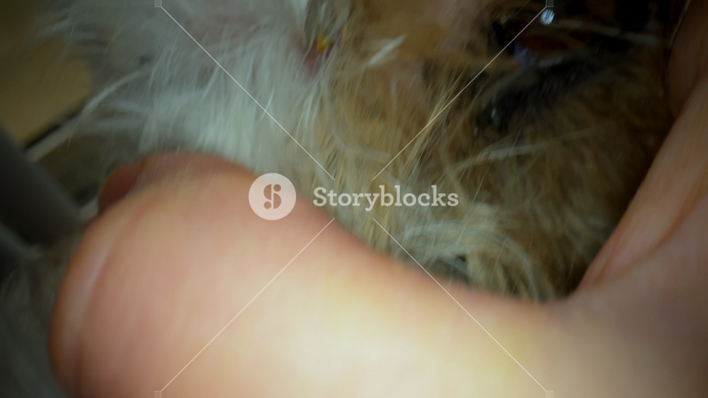 Engorged tick embedded in the skin of a furry pet head. The shot reveals the swollen parasite attached near irritated skin. POV view