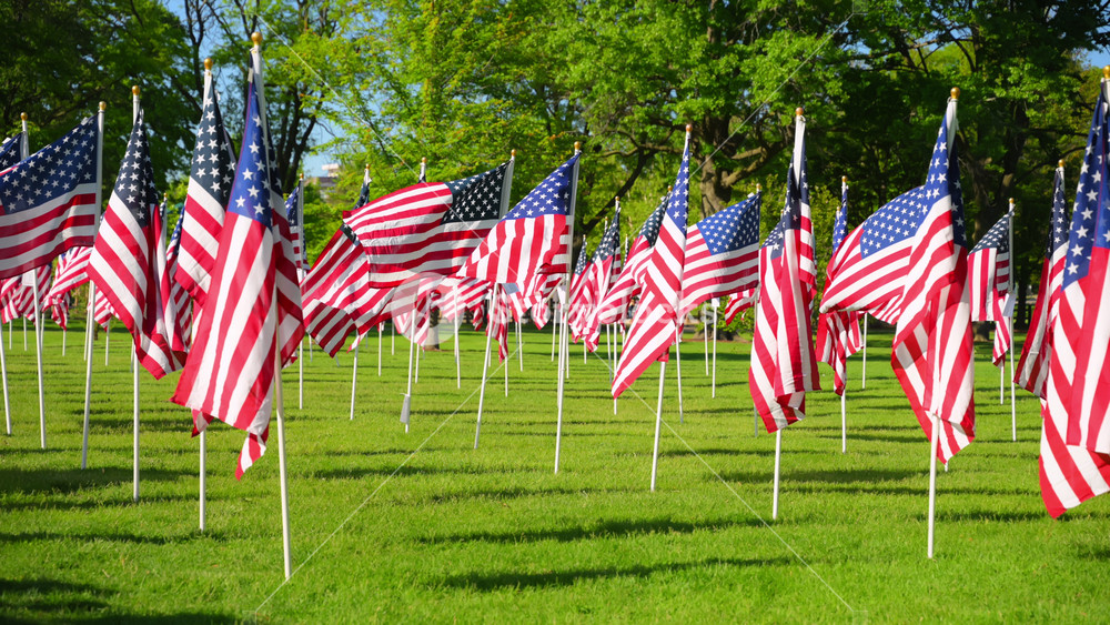Many American flags blowing in the wind on green field in park on bright sunny day. Patriotic concept for US holidays, 4th of July, Memorial