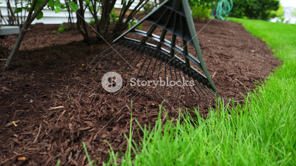 Close up footage of Landscaper raking fresh mulch around bushes in garden. Lawn care and yard maintenance work during spring season